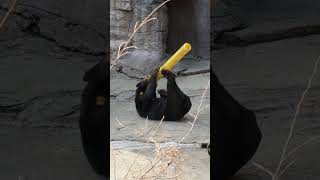 一時帰宅→再登場でのおやつタイム…🐻マレーグマのマーサ🧸  天王寺動物園 Malayan sun bear 23.2.23 13:56