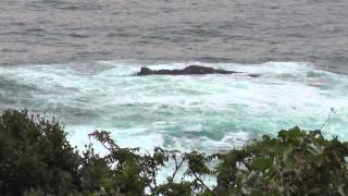 10/11　台風19号によるうねり波　和歌山県すさみ町　セ島～小石の鼻