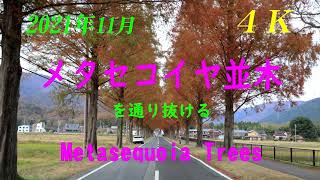 【4K】 2021年11月　【メタセコイヤ並木】　を通り抜ける！【Metasequoia Trees】 November 20 , 2021