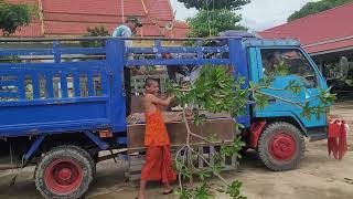 យកដើមចំបុីទៅប្រគេនវត្តសិរីមង្គល ហៅ(ជ្រៃឧត្តម)ឃុំក្រាំងតាយ៉ង ស្រុកពាមជរ ខេត្តព្រៃវែង