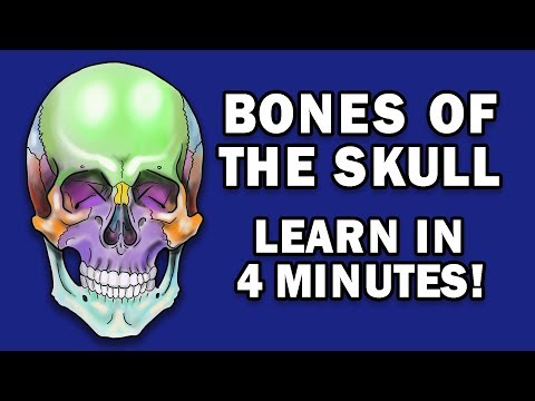 BONES OF THE SKULL – LEARN IN 4 MINUTES