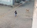 dog attack street dog biting. કુતરા નો હુમલો.