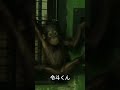 カメラ目線で微笑むオランウータンの赤ちゃん