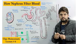 Structure and Function of Nephron