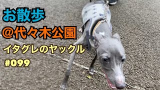 イタグレ子犬と代々木公園をお散歩【お洋服も購入】Italian greyhound puppy