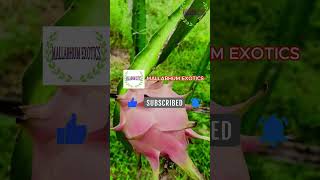 HYBRID C VARIETY OR SIAM RED VARIETY | COMMERCIAL VARIETY OF DRAGON FRUIT | DRAGON FRUIT OF BANKURA