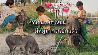 มีหมูมากวนอีกแล้ว! งานจะเสร็จไหมวันนี้ #หมูแสนรู้