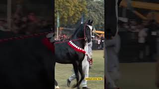 Stallion RajShingar 🐴 Sire by Stallion Bharat Ratan #shorts #ytshorts