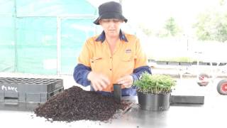 NEC Episode 4:  Potting and early stage care