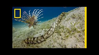 This Bizarre Sea Creature is Snake-like and Has Tentacles | National Geographic