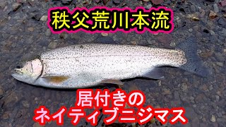 秩父荒川本流釣り 居付きのネイティブヒレピン