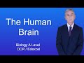 A Level Biology Revision (Year 13) 
