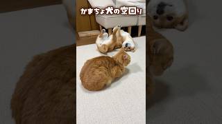 「柴犬のかまちょにガン無視する猫」へそ天でアピールするも塩対応される　　#shorts #犬と猫 #dogandcat