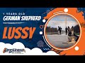 GSD, 7 Months OLD, Lussy|Best Dog Trainers Northern VA | Off Leash K9