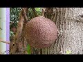 nagalinga flower seeds open cannonball