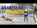 Aggressive Malinois tries to attack Dogs and Me