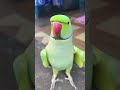 ai mithu ai mithu😍 cute parrot talking youtubeshorts talkingparot viralvideo mithu voice