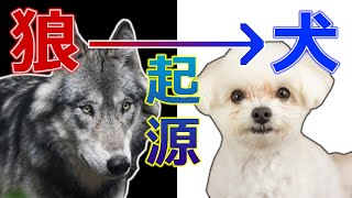 DNAから分かった狼から犬への進化【犬の起源】