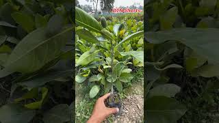 Vietnam Early Jackfruit Plant.   #Shorts #BTN_Shorts