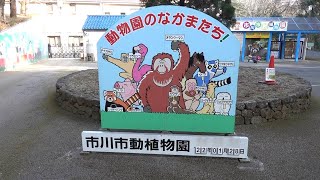 市川市動植物園 2022年1月22日撮影