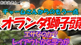 【水草は食い物】オランダ獅子頭～元気な三匹は今日も気ままに泳いでる(笑)