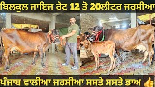 12 ਤੋ 20ਲੀਟਰ 2 ਗਾਵਾਂ ਵੀਕਾਓ। cows for sale/vadiya farm/26-7-25