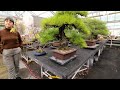 the montreal collection part 3 the bonsai zone dec 2022