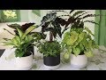 How to Grow Indoor Plants | Mitre 10 Easy As Garden