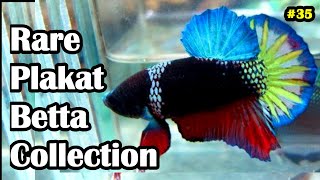 Rare Plakat Betta fish Collection