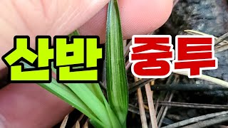 #한국자생춘란#한국춘란가꾸기#명품난#산반중투