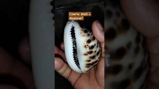 I cook a Tiger Cowrie shell 😋👌 #cowrieshell #seashells #cowrie #seafood #seafoods #exotic