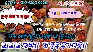 숲속다육에 왕대박 초특가다육 특집!! 목대군생 강추!!블루엘프5천/ 매직쨈골드2개7천/퍼플드림4천등