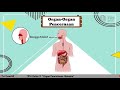 organ pencernaan manusia sistem pencernaan manusia ipa kelas 5 sd tema 3 semester 1