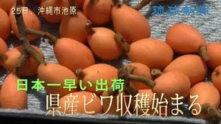 ビワ 黄金色　沖縄市、収穫始まる