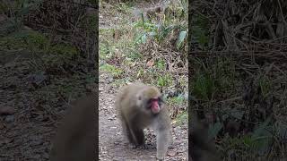 猿　ニホンザル　 wild monkey Macaca fuscata Japanese macaque長野 上高地　自然探勝ゾーン　Nagano KamiKochi　紅葉autumn leaves🍁