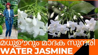 മധുഊറും  മാദക സുന്ദരി Water  Jamine / Jasmineplant  malayalam