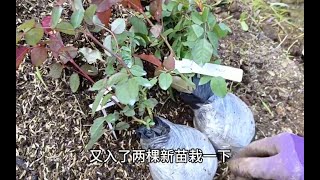 又买月季了，花友们秋天都入了啥热门品种啊