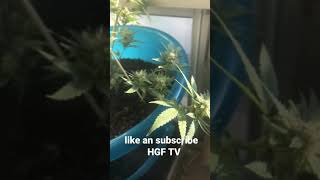 Growing￼ Indoor Kush in Canada ￼