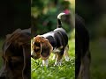 the beagle puppy prances lightly across a lush green lawn. puppy cute shorts