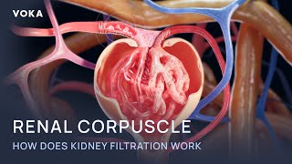 The renal corpuscle | How your kidneys filter and reabsorb in 3D