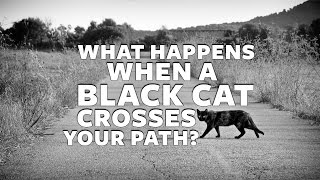 What happens when a black cat crosses your path? | Artha