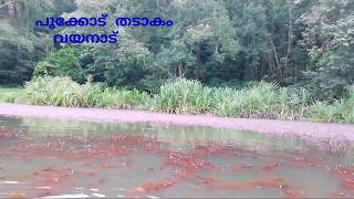 പൂക്കോട് തടാകം  വയനാട്  Pookkod Thataakam Wayanad