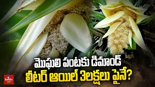 మొఘలి పంటకు డిమాండ్ లీటర్ ఆయిల్ 3లక్షలు పైనే? | Mogali Flower | hmtv Agri