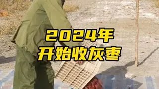 2024年的新枣下树收获。老张和老田刚开始却收枣遇到很多小问题，因为家里的收枣工具好多都已经用了很多年了，可能没多久就要陆续开始更换，好在还是顺利开始了今年的收灰枣工作。我们家的灰枣收下来以后还要挑