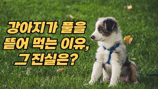 Why do dogs eat grass? What is the truth?