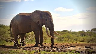 Big Tusker at ol Donyo