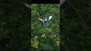 Magpie landing into the tree branch at 20x slow-mo