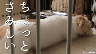 【ジャックラッセル】留守番はちょっとさみしい　Dog at home