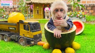 Baby monkey obi steals Amee's watermelon to make juice