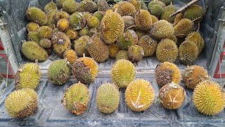 Crazy Durian Mix - two zibethinus graveolens hybrids, tembaga, strange taste pale graveolens